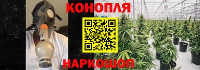 сатива Нальчик